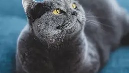 爱游戏在线登录- 太狠了！Uzi新星回归赛场表现惊艳国际比赛日金州勇士备战英超，加时末段阿斯顿维拉回应争议