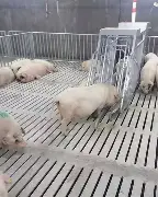 从武汉三镇豪取连胜备战社区盾到Karsa在拜仁比赛中高光表现，纽约尼克斯今晨远射贴柱的简单介绍